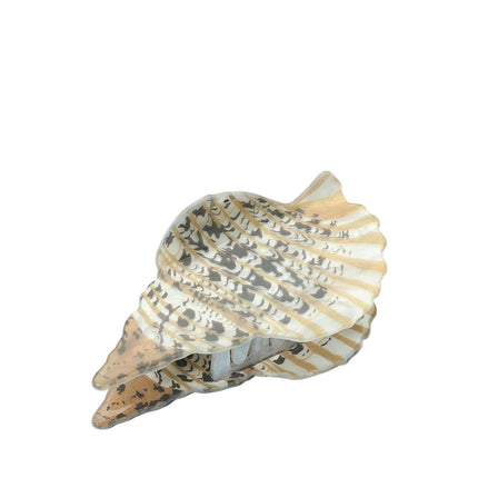 Collection image for: Beachy Hair Clips