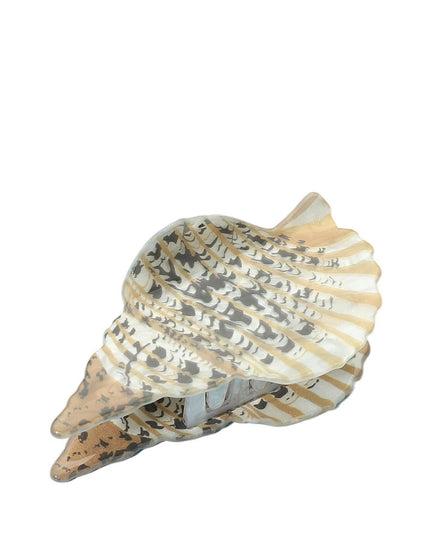 Trumpet Sea Shell Hair Claw Clip